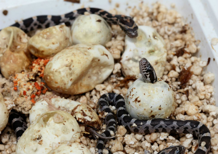 Okeetee Corn Snakes